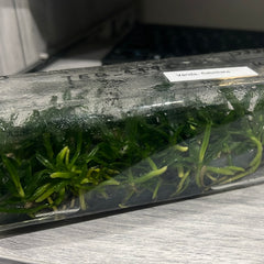 Vanda flabellata FLASK (35+ plants)