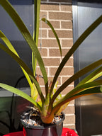 Cymbidium Little Black Sambo (LARGE FLOWERING SIZE PLANT)