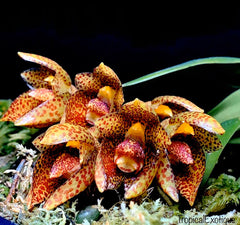 Bulbophyllum austroyunnaense