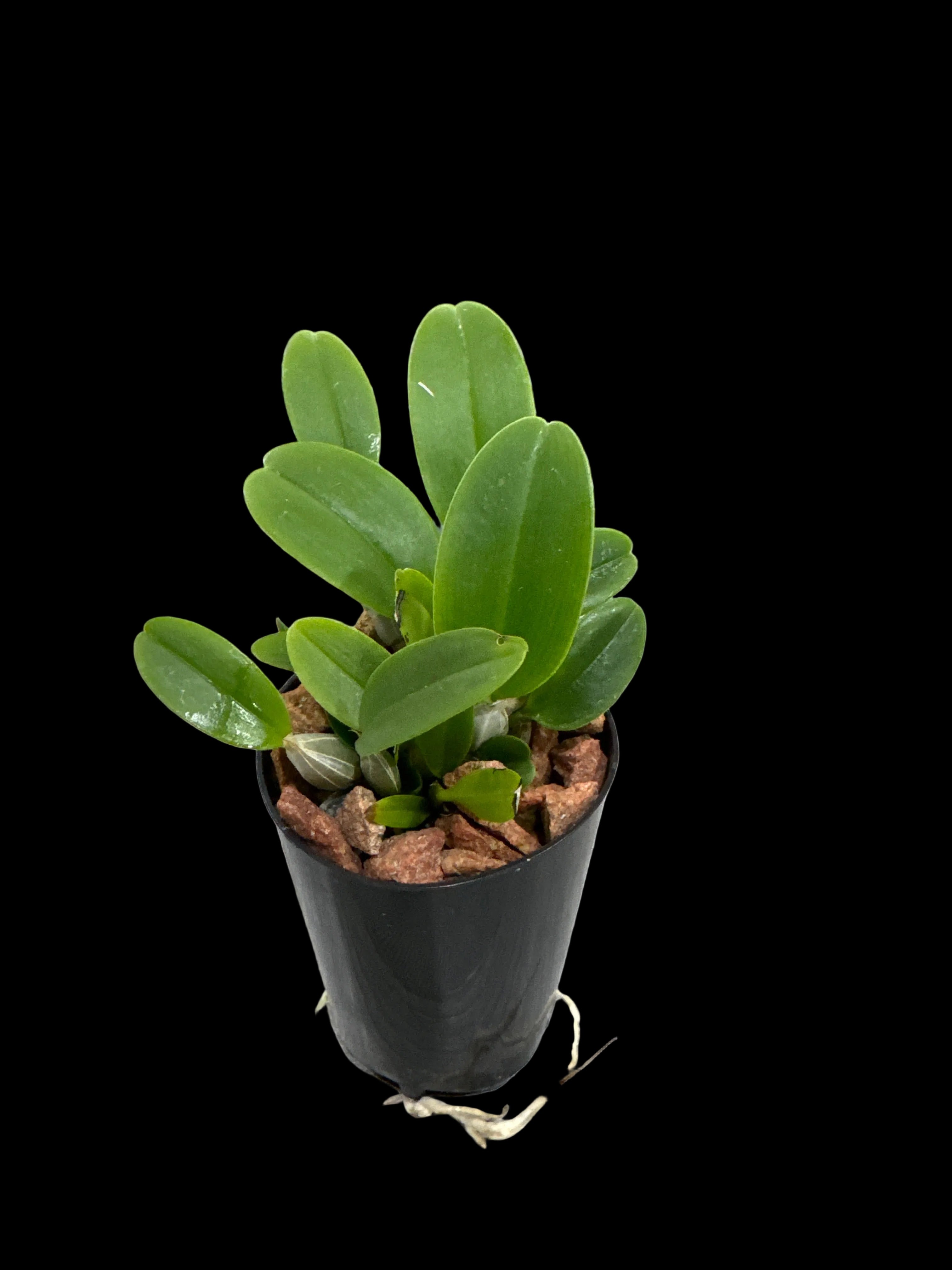Dendrobium aggregatum (syn. lindleyi - fragrant species) Secondary image