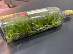 Rlc. Nakornchaisri Red (Hybrid Flask - Whiskey Bottle) ex Thailand