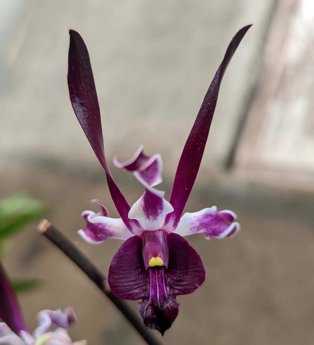 Dendrobium (Black Knight x Den. Black Mamba)