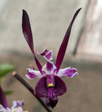 Dendrobium (Black Knight x Den. Black Mamba)