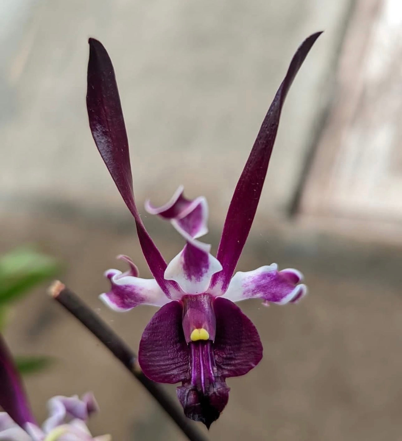 Dendrobium (Black Knight x Den. Black Mamba)