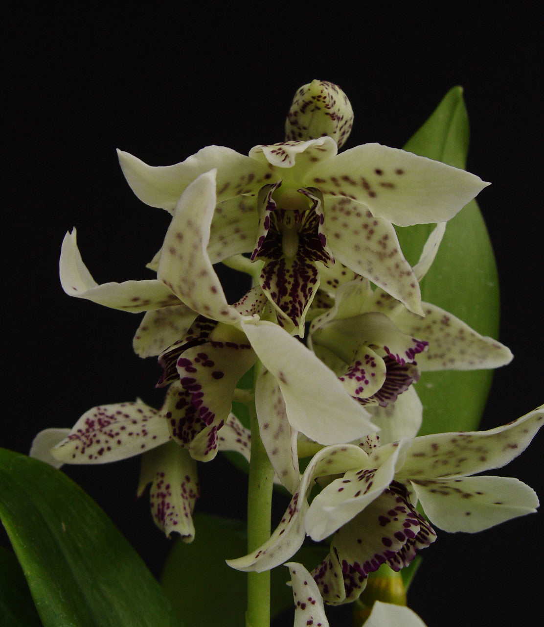 Dendrobium Roy Tokunaga ‘Geoff’ (atroviolaceum x johnsoniae)