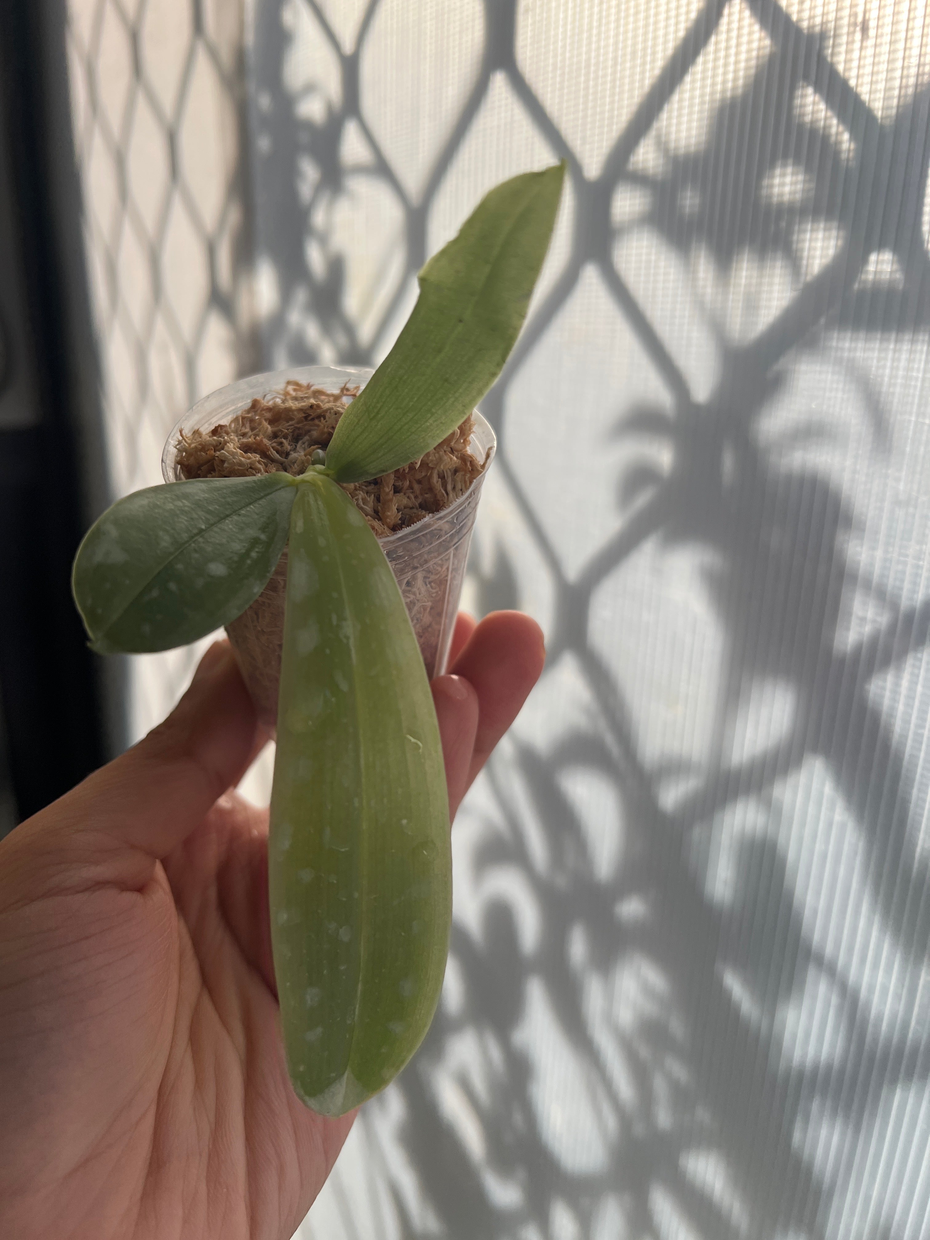 Phalaenopsis violacea var. sumatrana (MC - RARE FORM) Secondary image