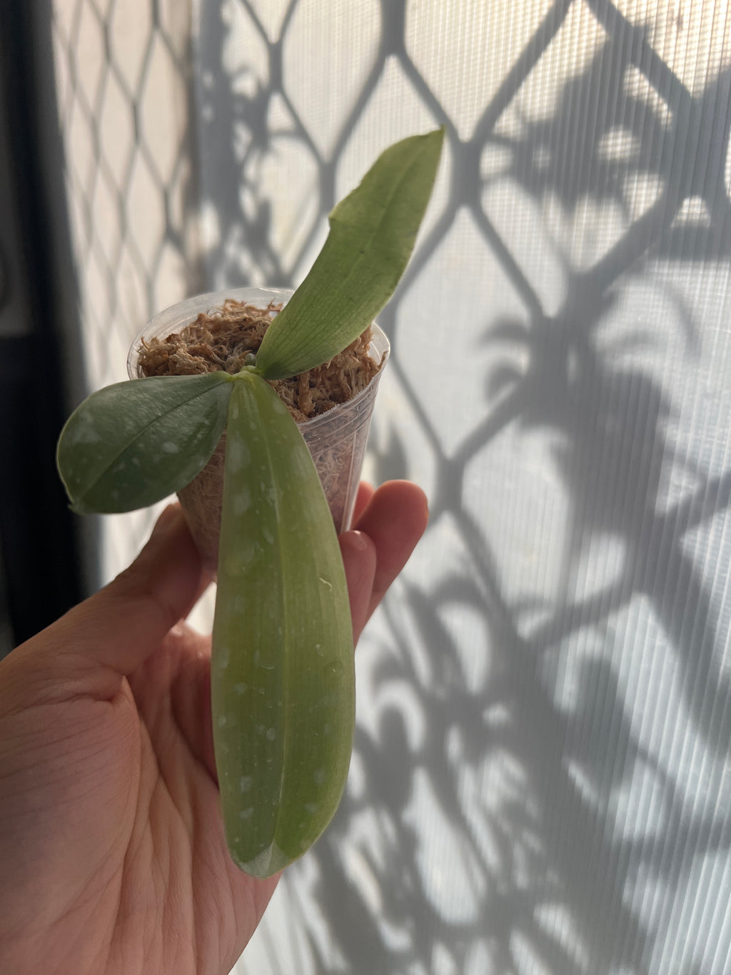 Phalaenopsis violacea var. sumatrana (MC - RARE FORM)