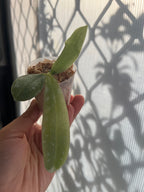 Phalaenopsis violacea var. sumatrana (MC - RARE FORM)