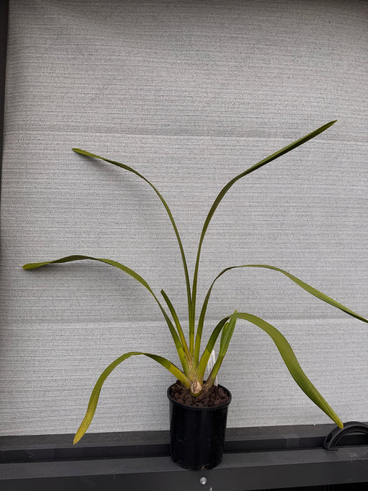 Cym Kimberley Splash 'Tee Pee'