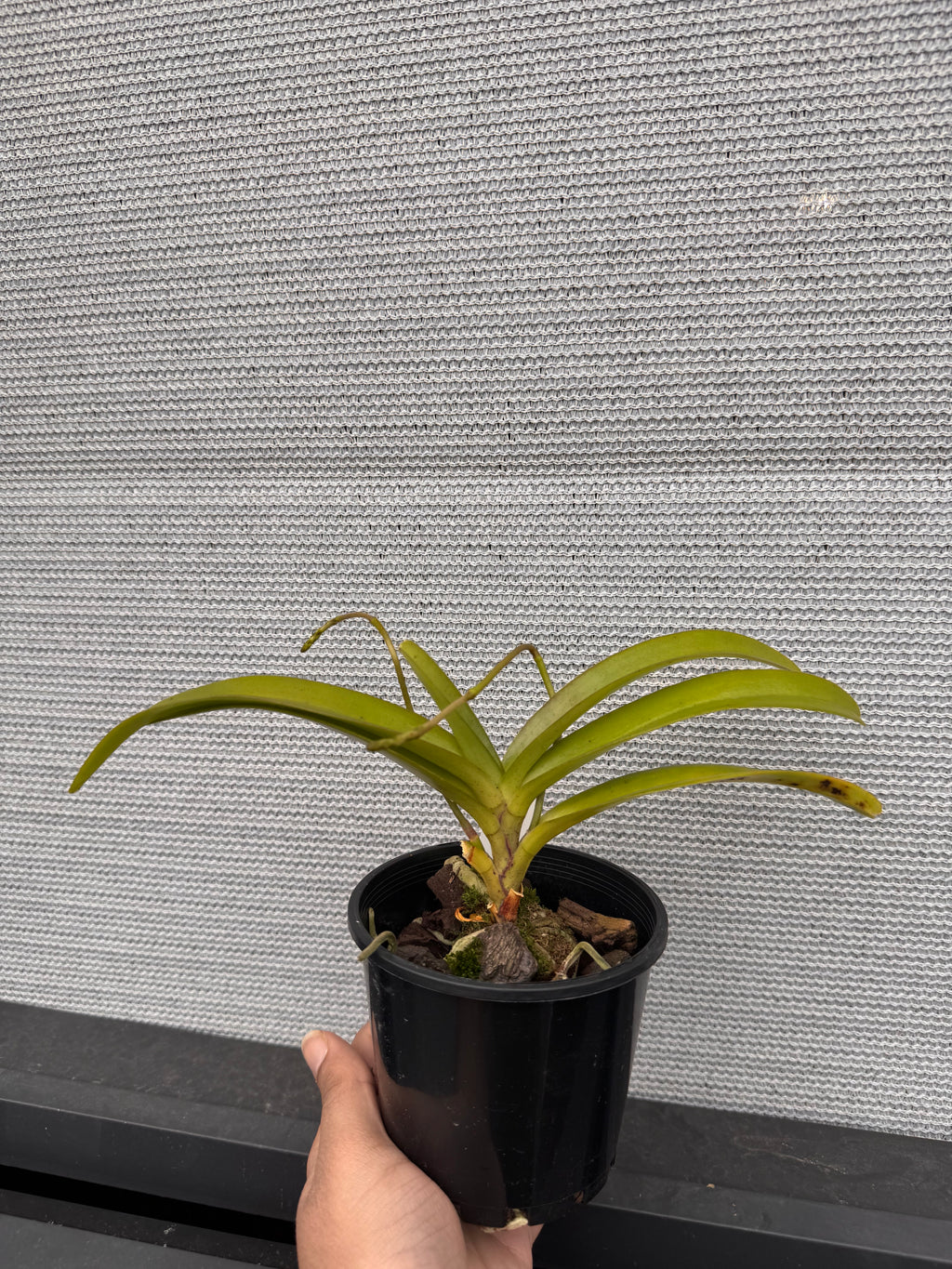 Aerides Rosea (Species, In Spike)