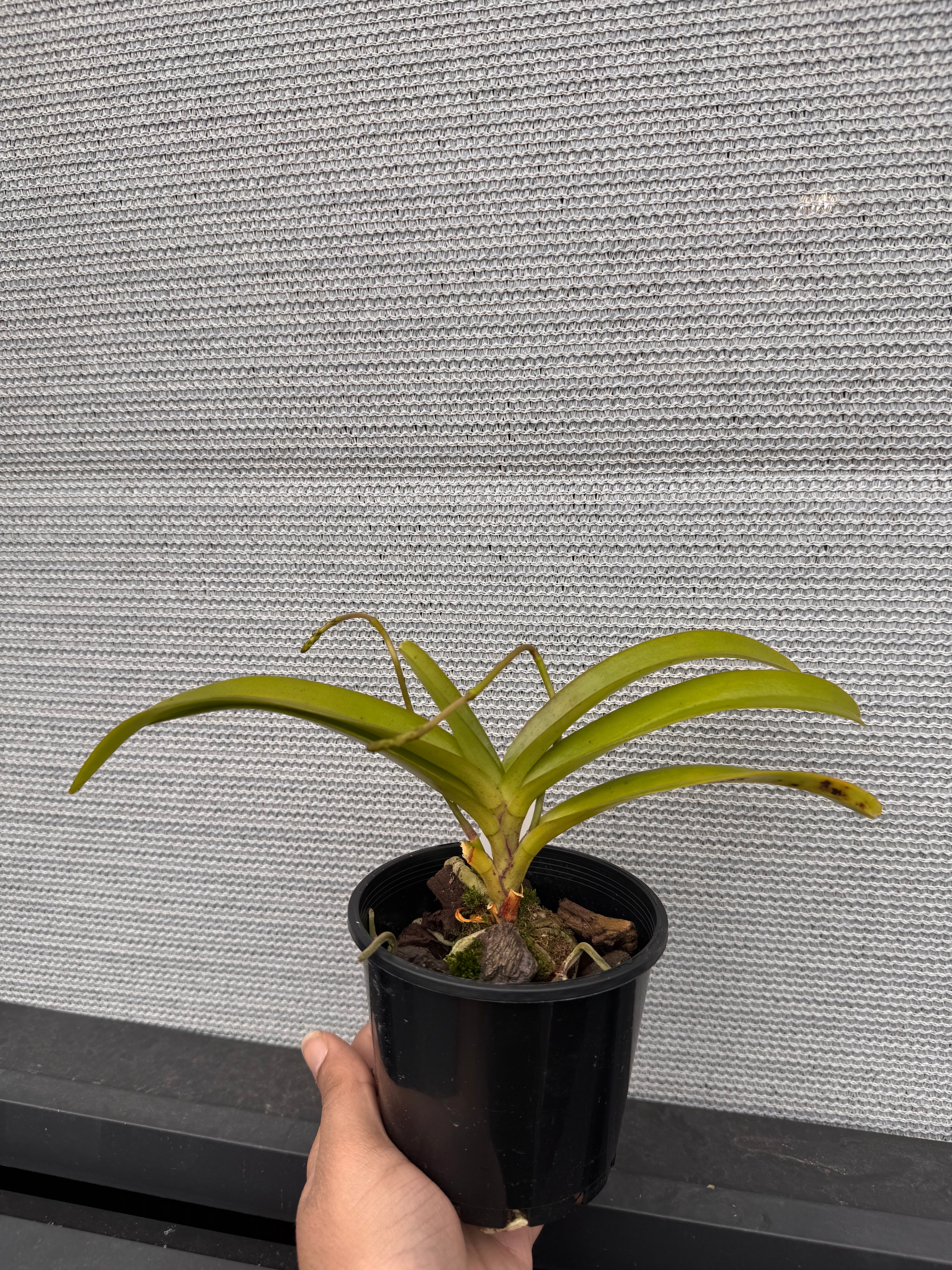 Aerides Rosea (Species, In Spike)