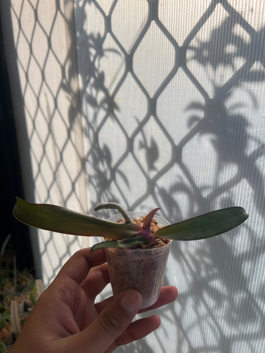 Phal. Sexy Venus 'Leopard' MC (Mottled Leaved)