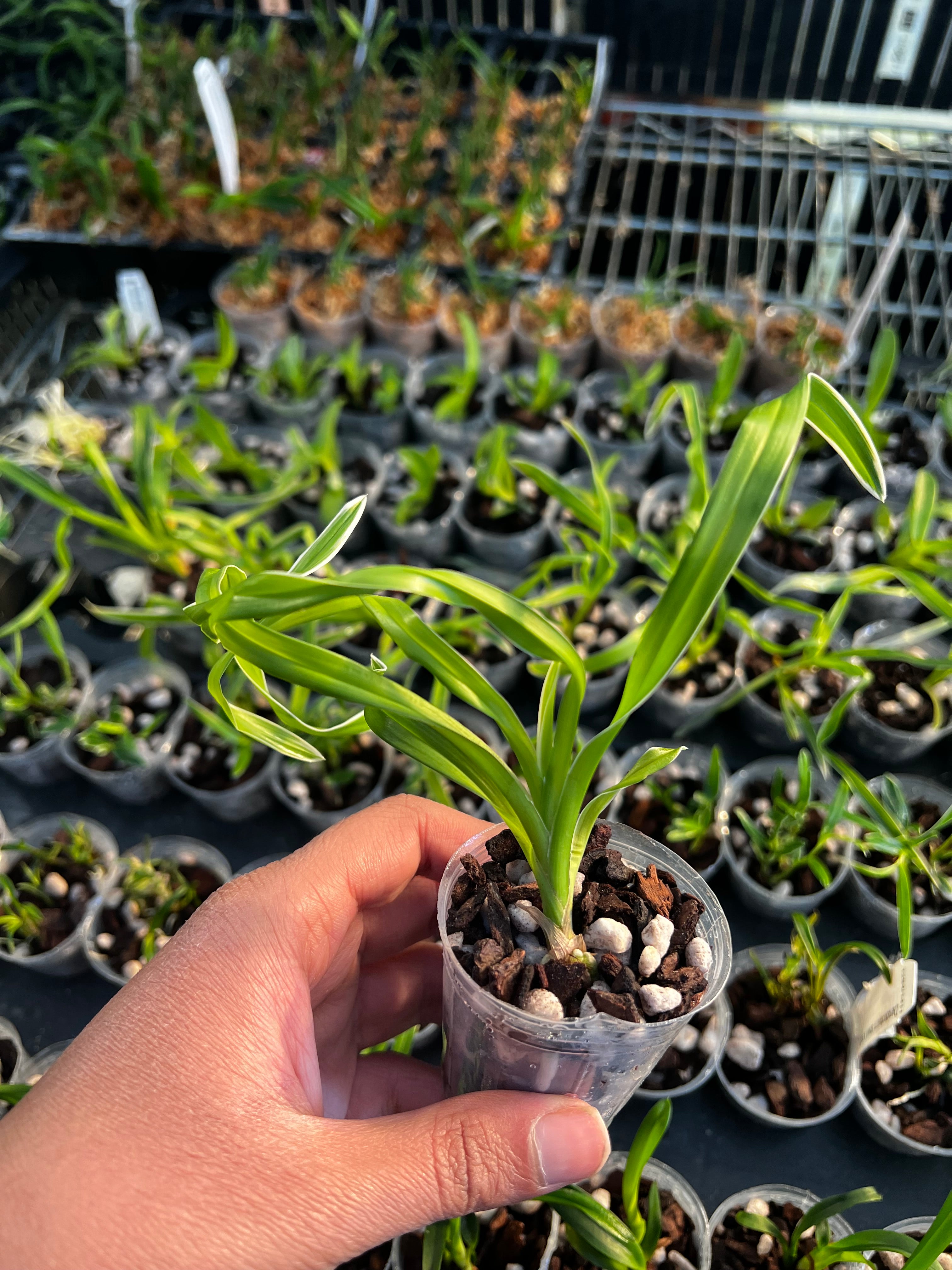 Cymbidium Happy Days 'Green Dragon' (Variegated) Secondary image