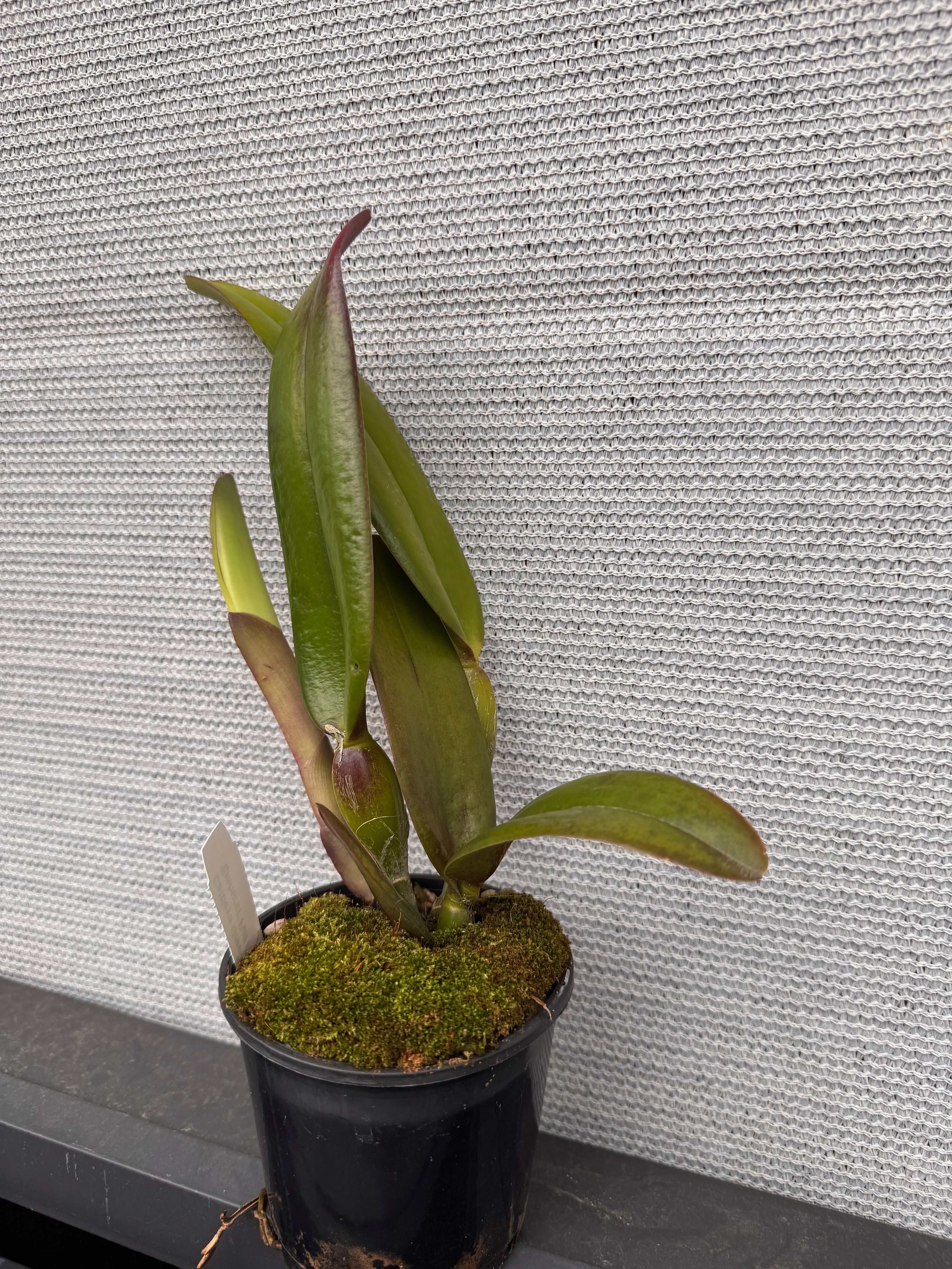 Rlc. Greenwich 'Elmhurst' (LIP FULL RED) Secondary image