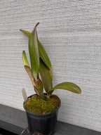 Rlc. Greenwich 'Elmhurst' (LIP FULL RED)