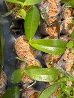 Phalaenopsis Pylo's Ana Queen ‘Northeast Tiger’ (Mericlone)