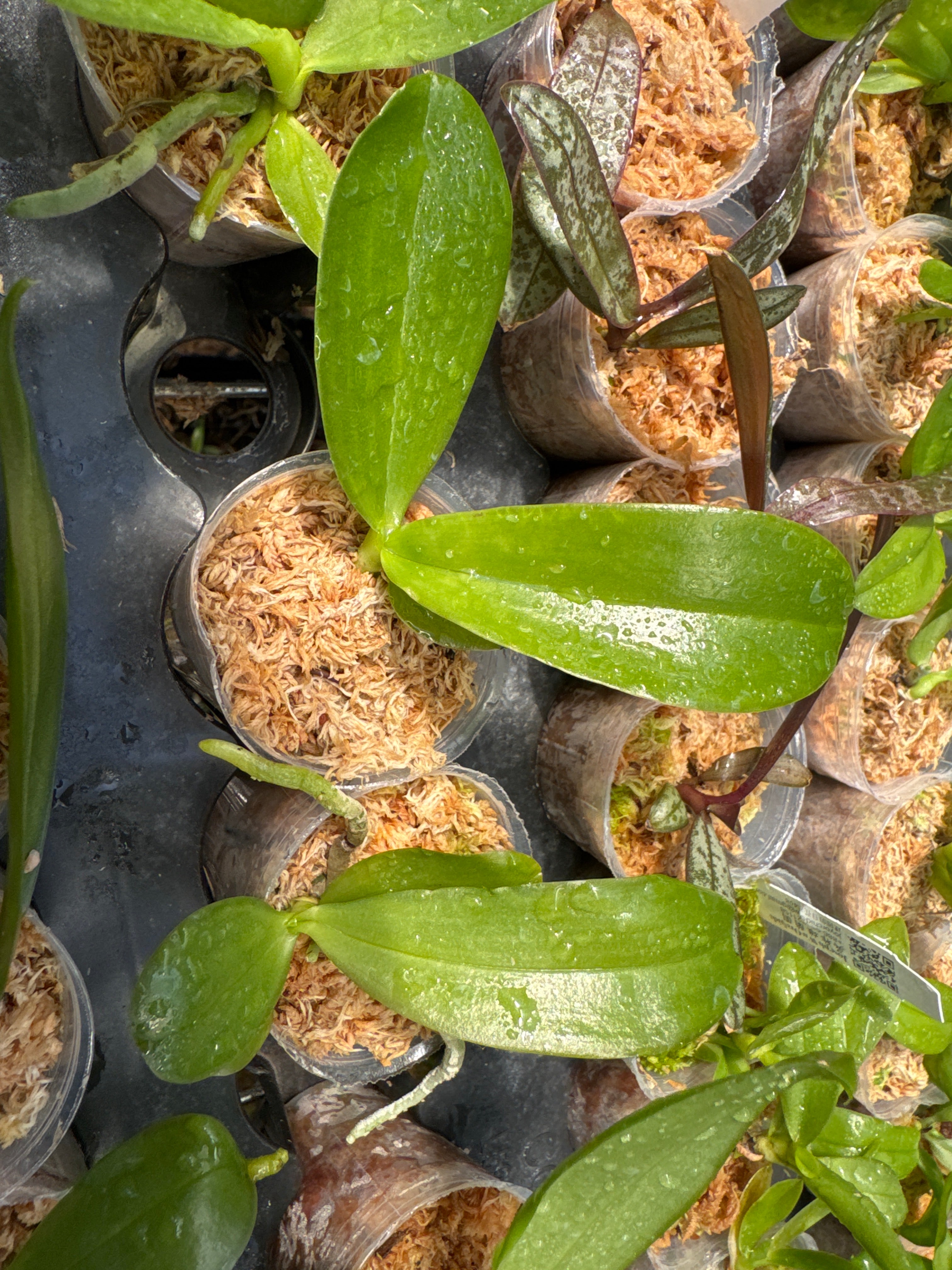 Phalaenopsis Pylo's Ana Queen ‘Northeast Tiger’ (Mericlone)