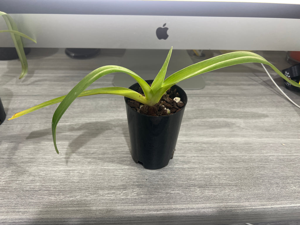 Paphiopedilum philippinense ('Miles High' x 'Hidemi')