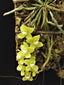 Chiloschista viridiflava (Leafless Species)