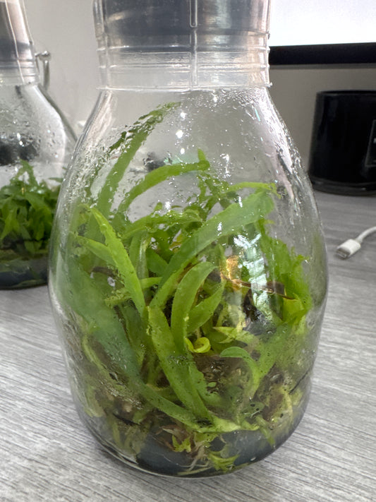 Cattleya lueddemanniana var. concolor (Flask - Conical, ex Taiwan)