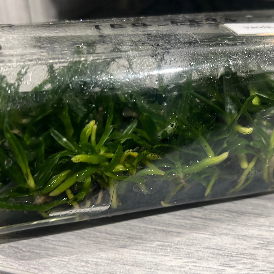 Vanda flabellata FLASK (35+ plants) Secondary image