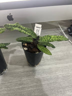 Paphiopedilum malipoense ('Green Tower x 'Sam's Choice')
