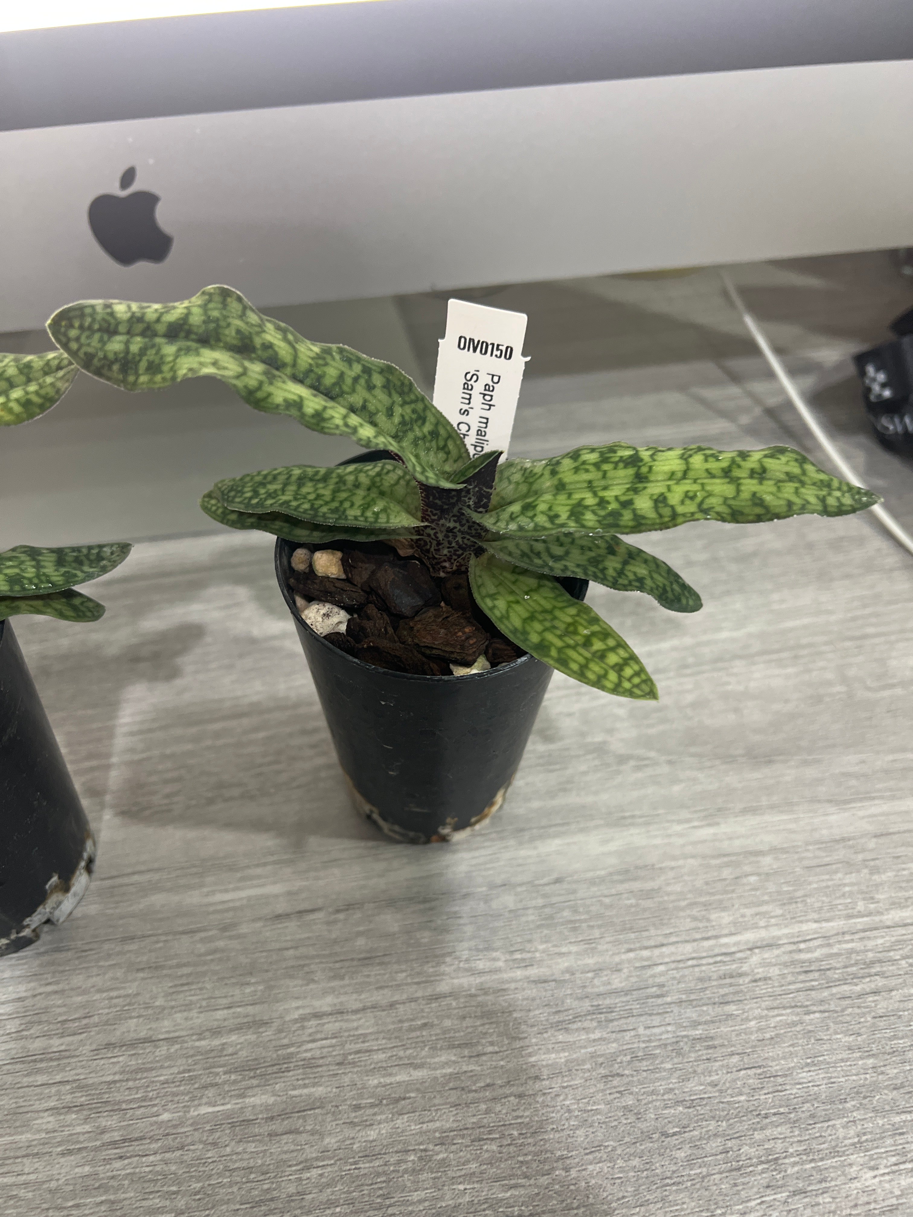 Paphiopedilum malipoense ('Green Tower x 'Sam's Choice')