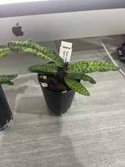 Paphiopedilum malipoense ('Green Tower x 'Sam's Choice')