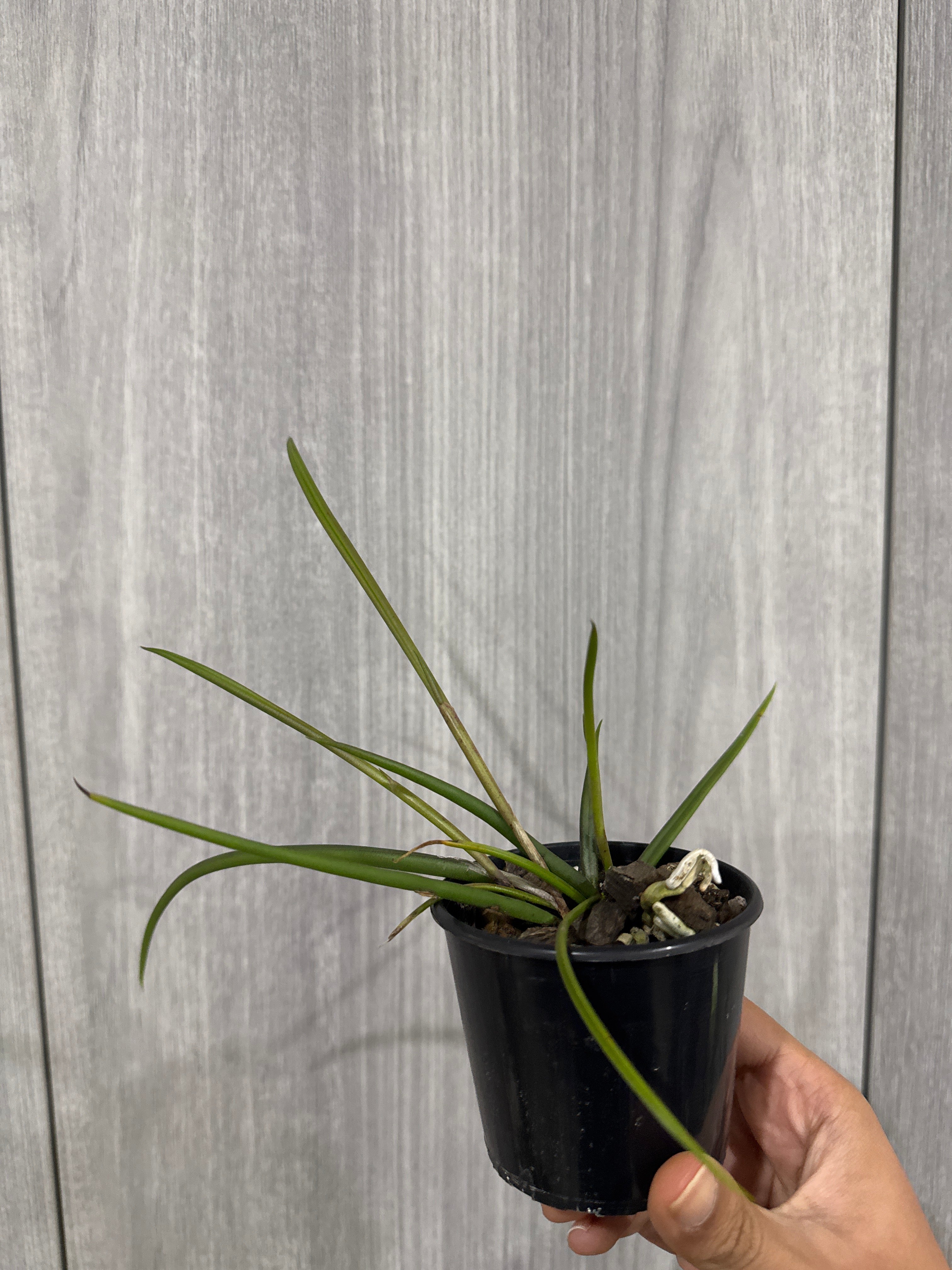 Brassavola martiana Secondary image