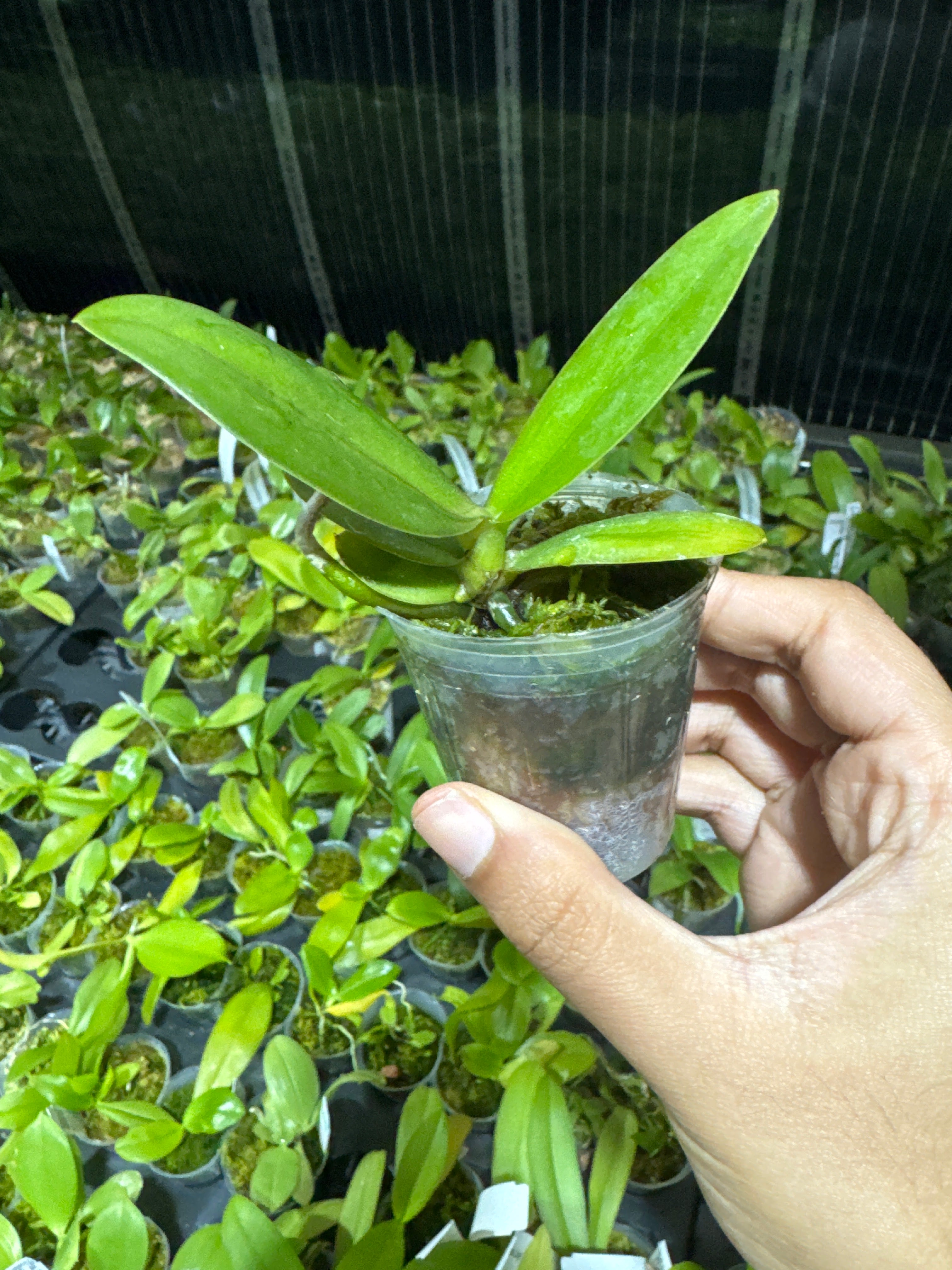 Phalaenopsis Joy Checkered Scarf (Mericlone, Peloric) Secondary image