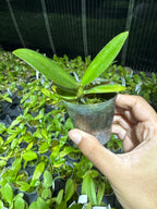 Phalaenopsis Joy Checkered Scarf (Mericlone, Peloric)