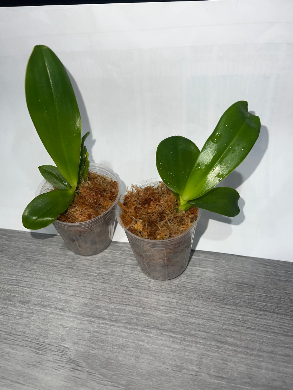 Phalaenopsis violacea var. indigo ‘Blue-violet’ (Mericlone)