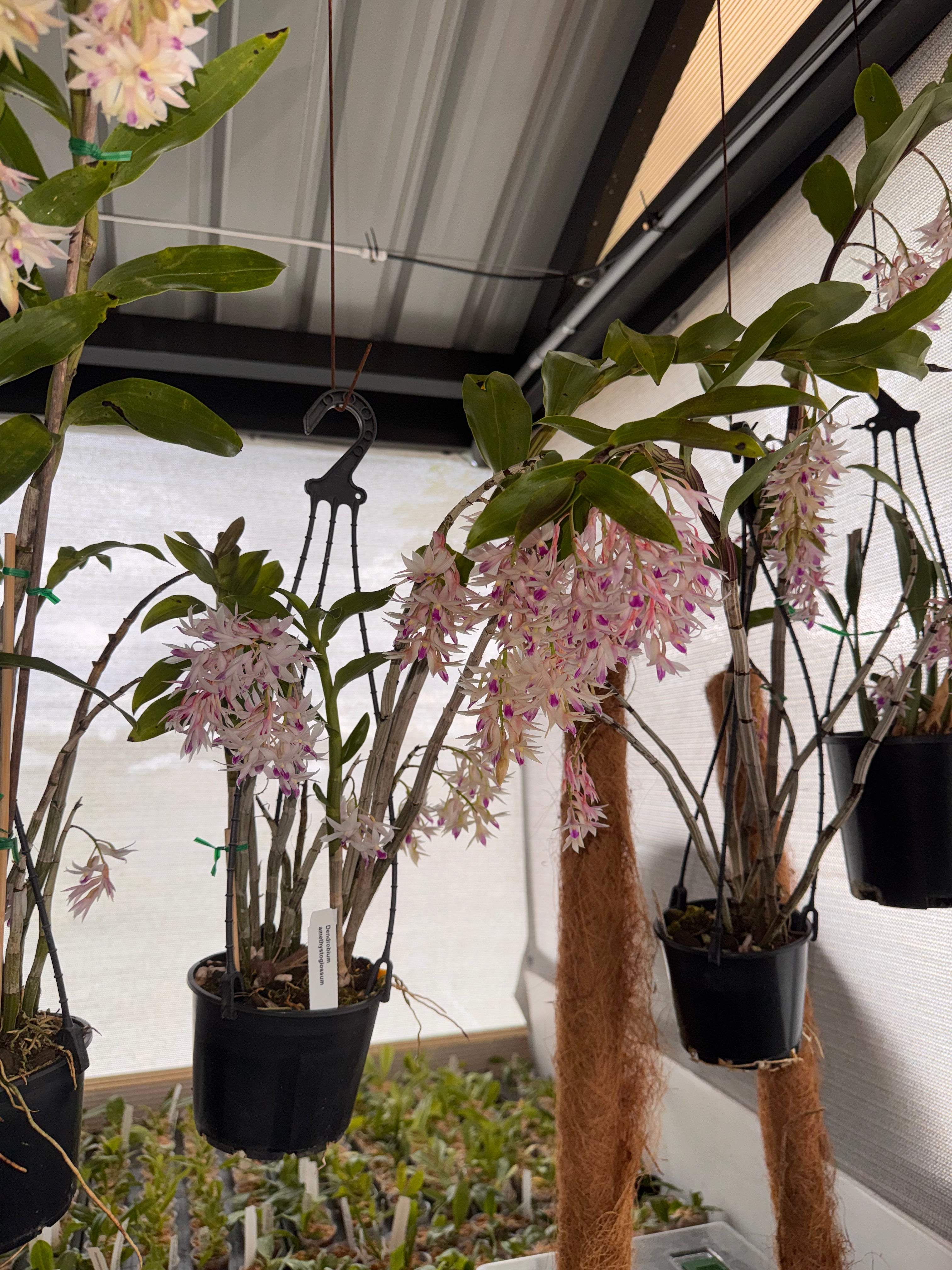 Dendrobium Amethystoglossum (Fragrant Species, Flowering) Secondary image