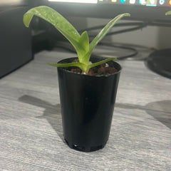 Paphiopedilum concolor f. alba (RARE SPECIES)