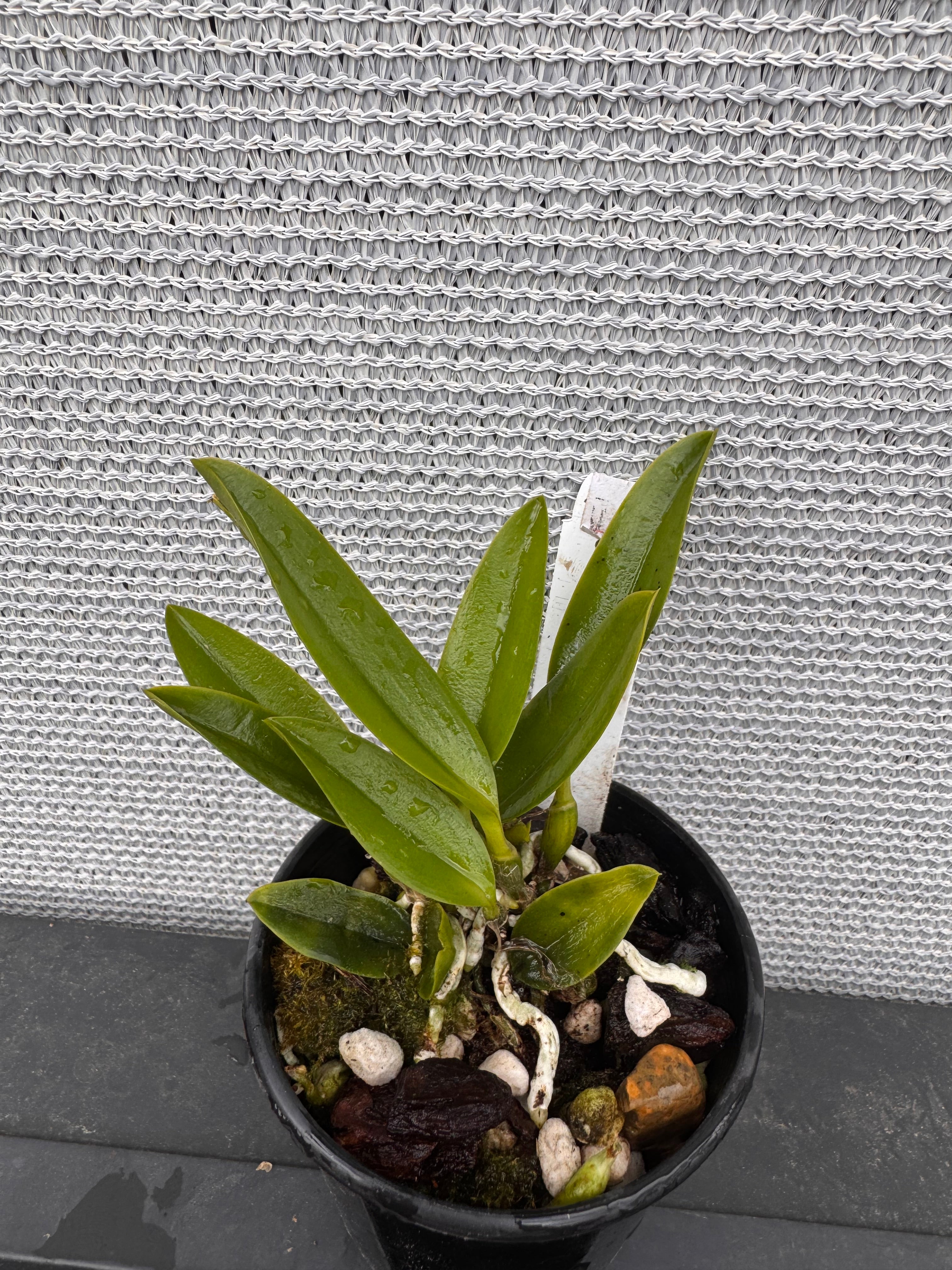 Laelia dayana coerulea (Species) Secondary image