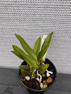 Laelia dayana coerulea (Species)