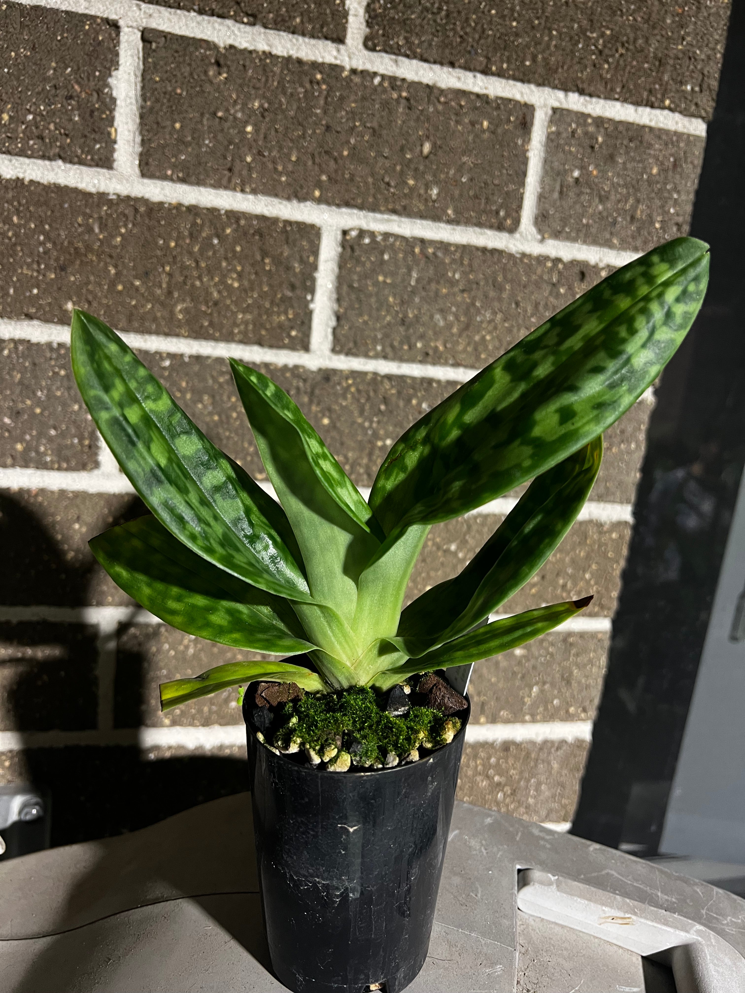 Paphiopedilum Doya Youbeautiful