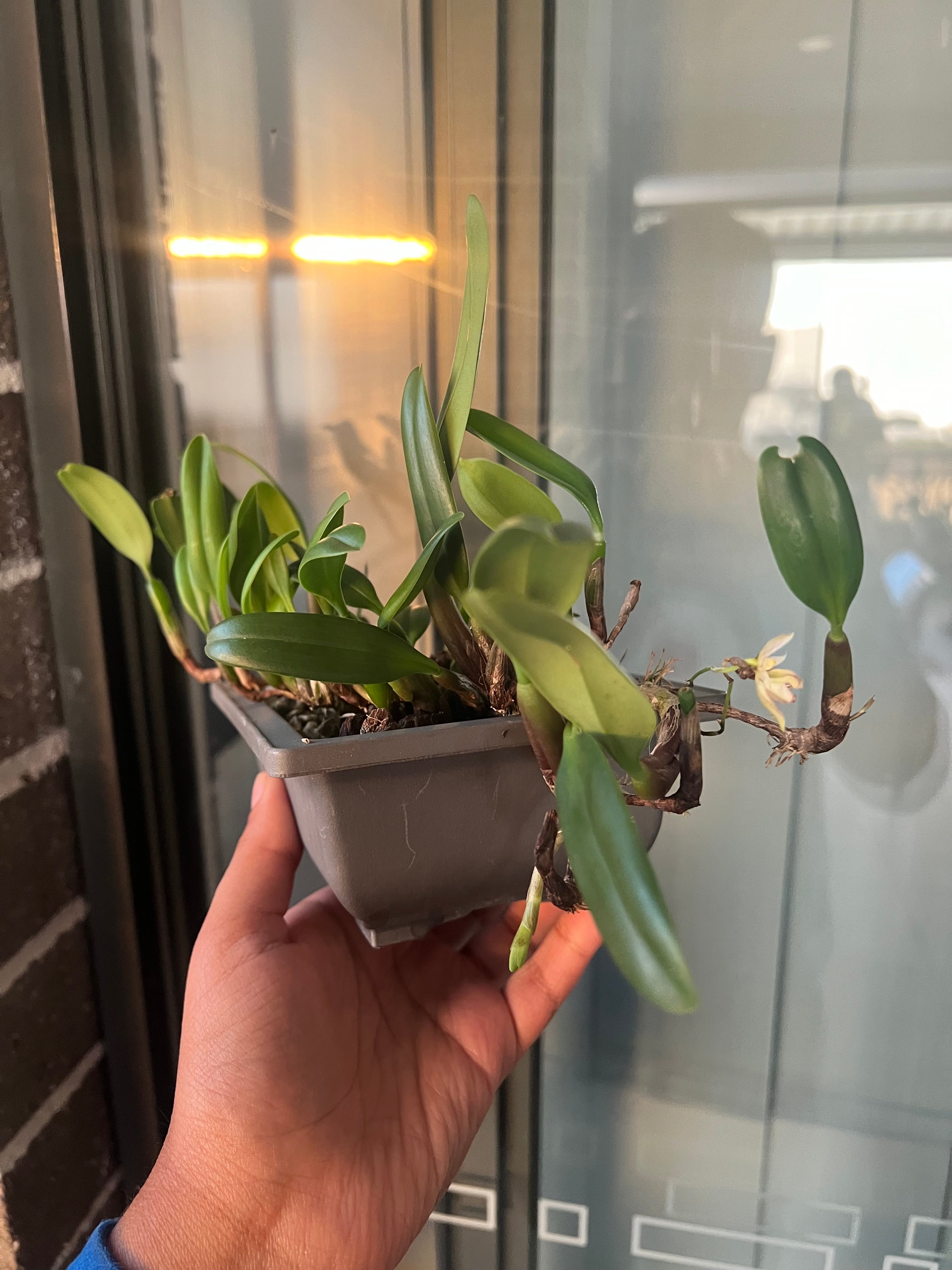 Bulbophyllum Ambrosia