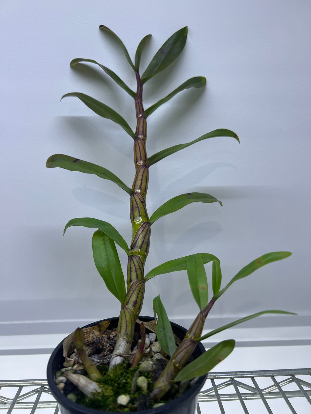 Dendrobium Pulchellum