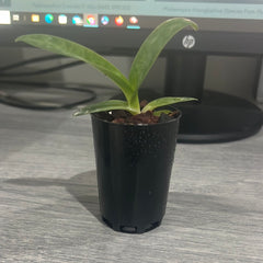 Paphiopedilum concolor f. alba (RARE SPECIES)