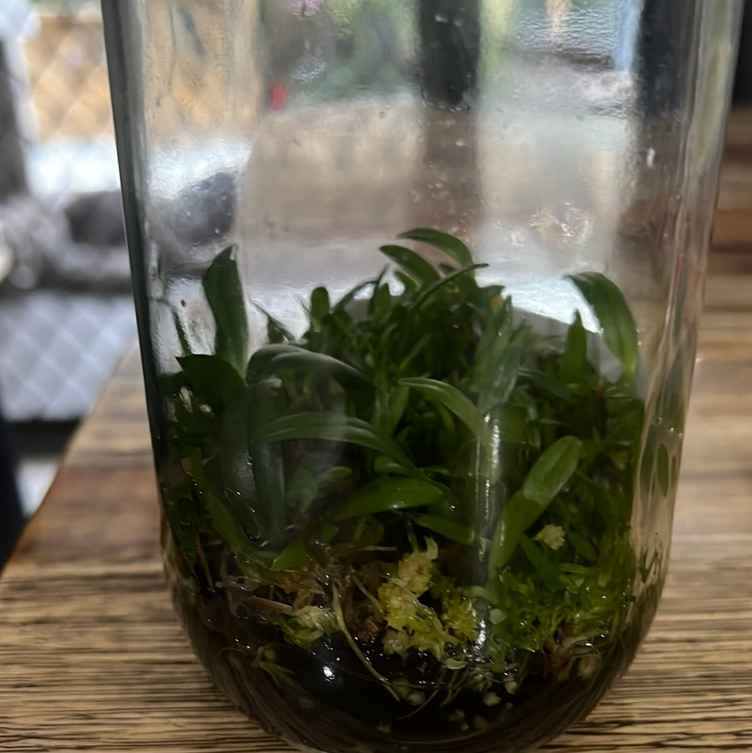 Bulbophyllum barbigerum FLASK Secondary image