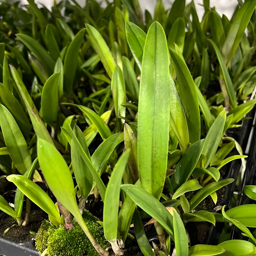 Brassocattleya Rustic Spots