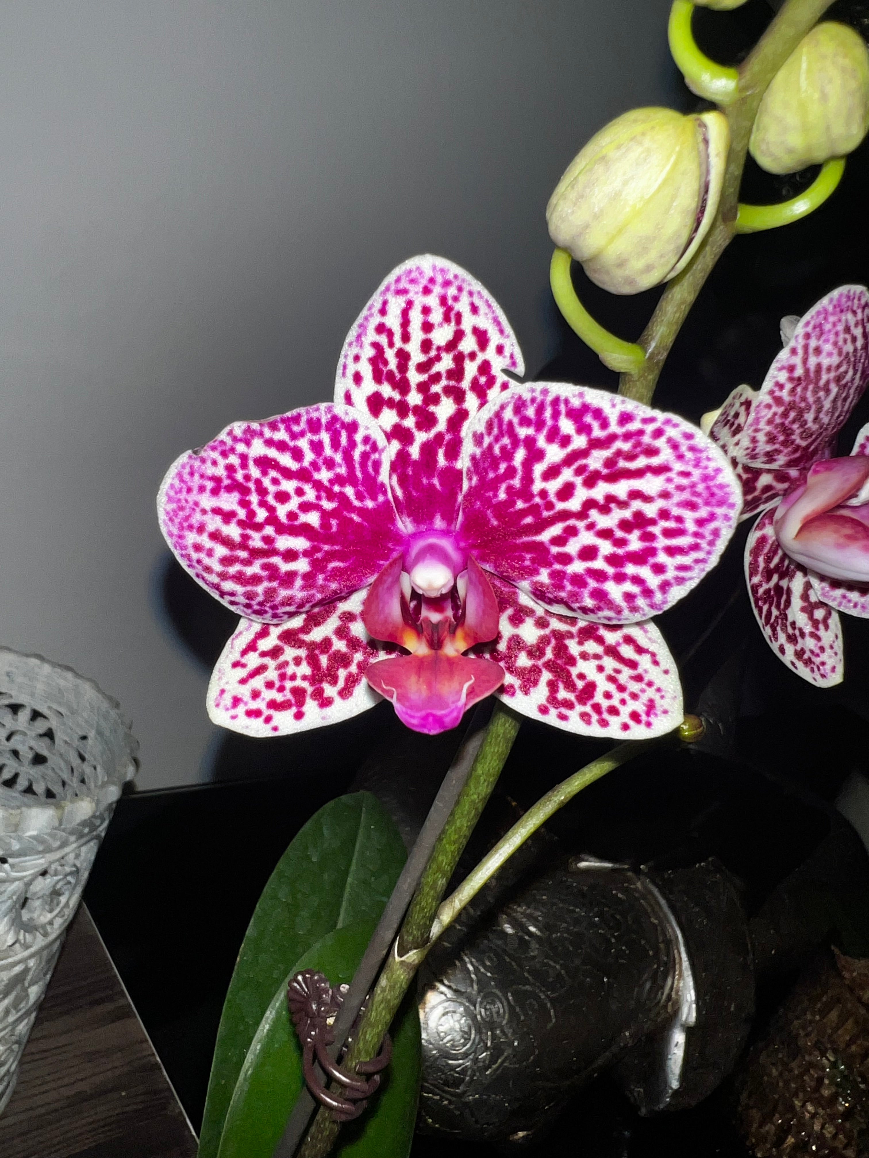Phalaenopsis Lioulin Wild Cat (In Flower) Secondary image