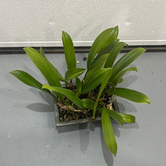 Bulbophyllum longissimum (LARGE BONSAI POTS)