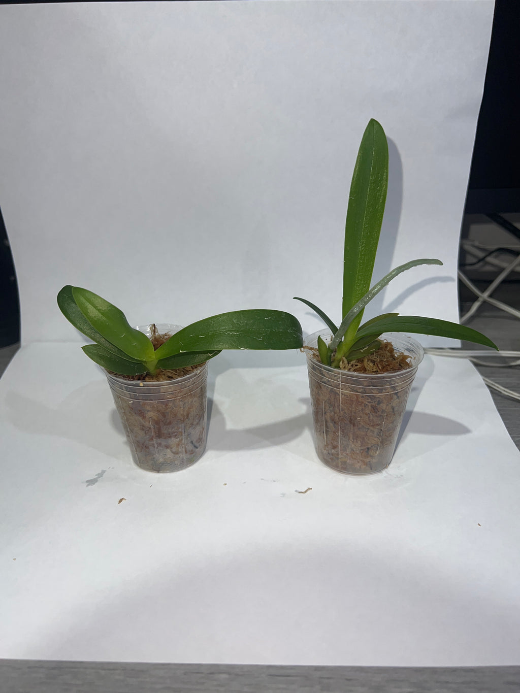 Phalaenopsis Anmio Yellow Bat'AN6601'