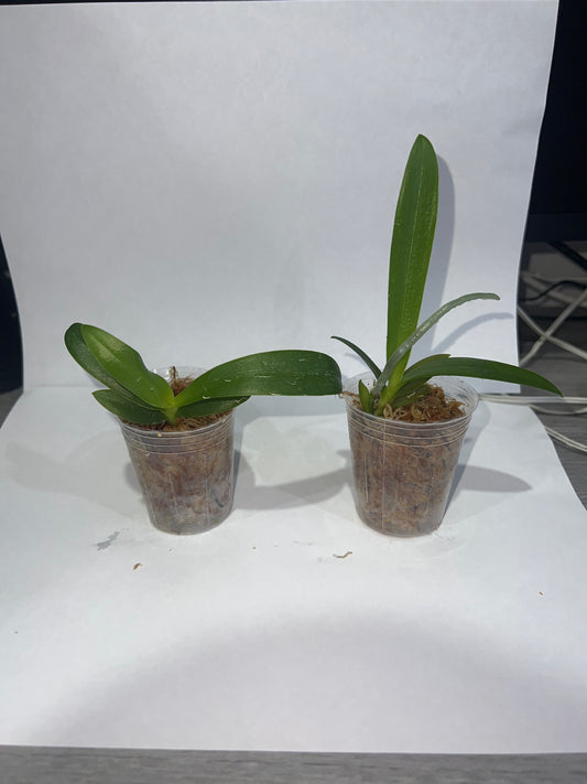Phalaenopsis Anmio Yellow Bat'AN6601'