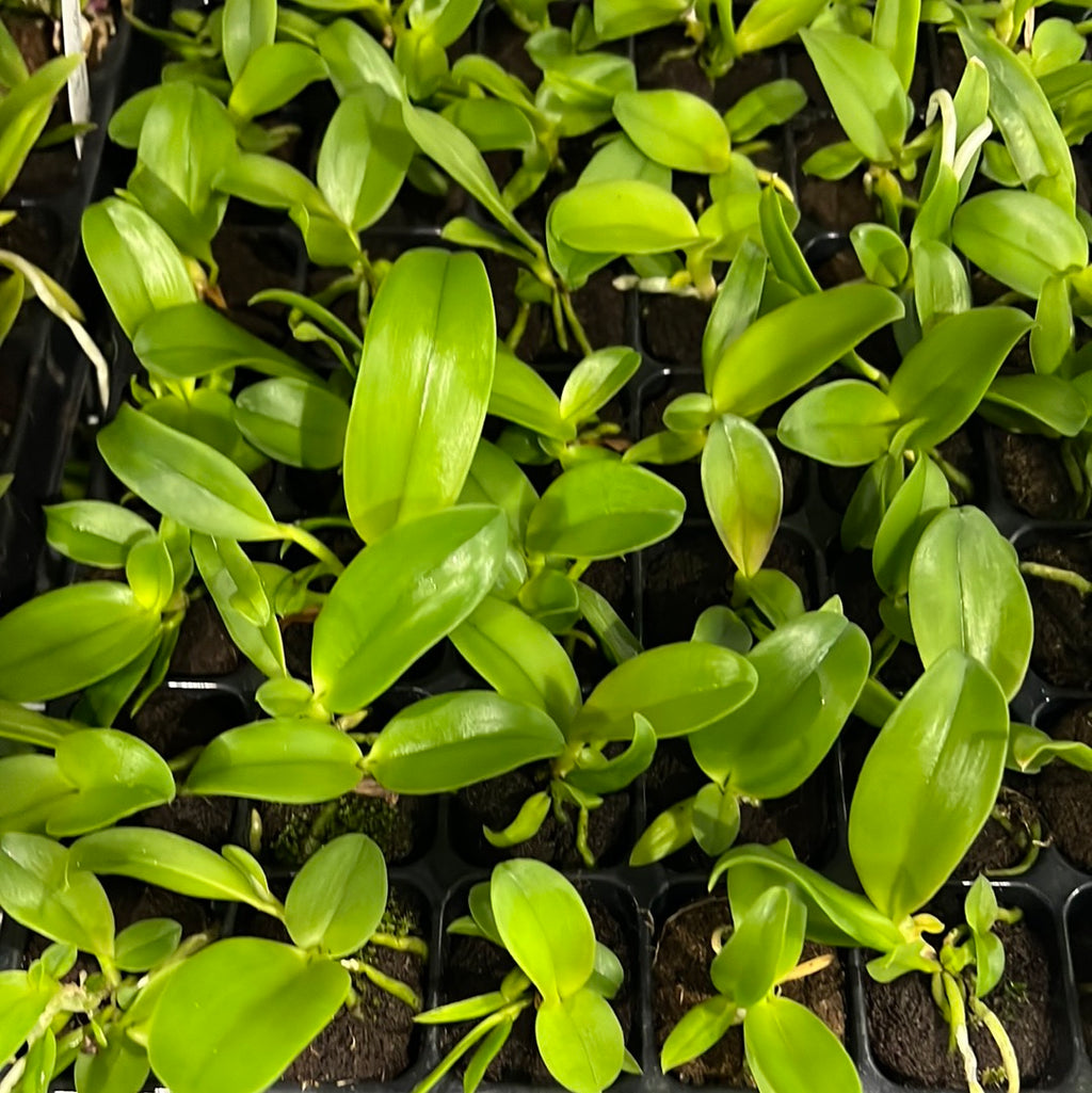 Cattlianthe Jiara Star