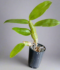 Dendrobium secundum  (TOOTHBRUSH ORCHID)