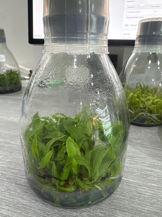 Cattleya intermedia var. orlata aquinii coerulea (Flask - Conical, ex Taiwan)