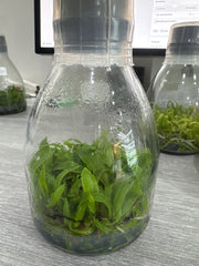 Cattleya intermedia var. orlata aquinii coerulea (Flask - Conical, ex Taiwan)